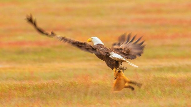 Eagle snags red fox pup