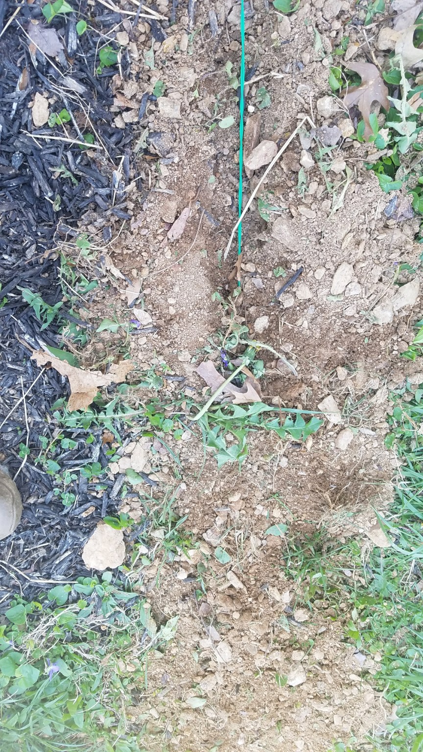 SportDOG Brand® Contain + Train InGround Fence Review Wide Open Spaces