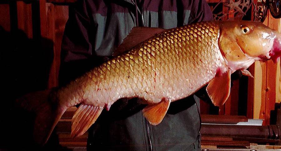 silver redhorse