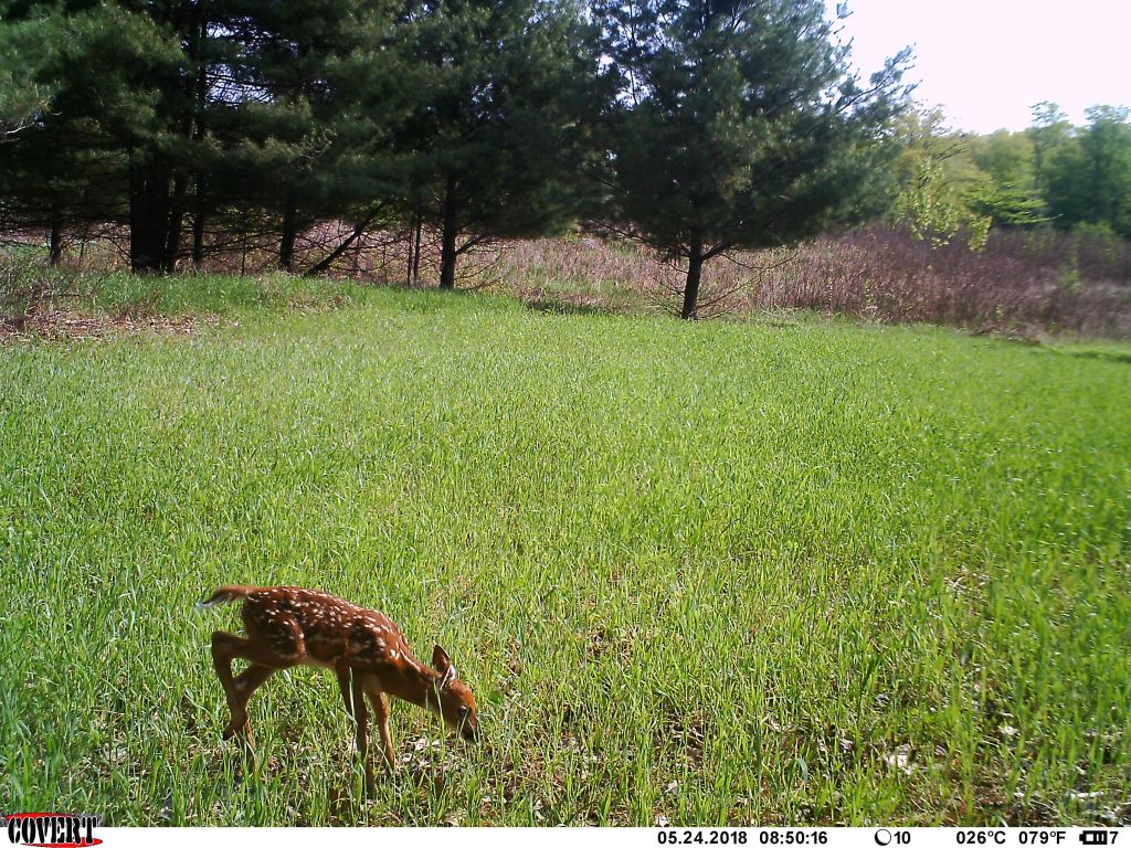 Trail Cam Tuesday