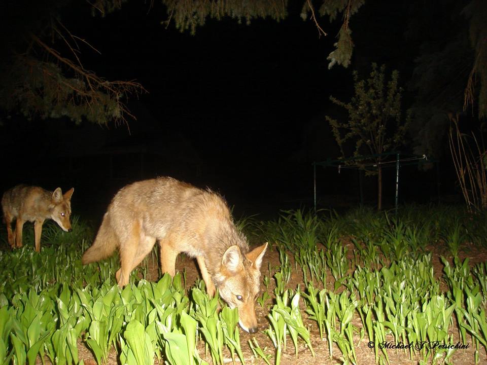 trail cam tuesday