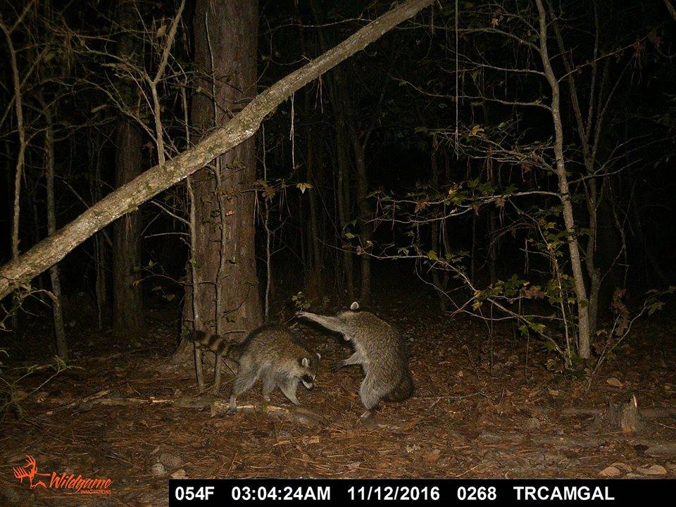 trail cam tuesday