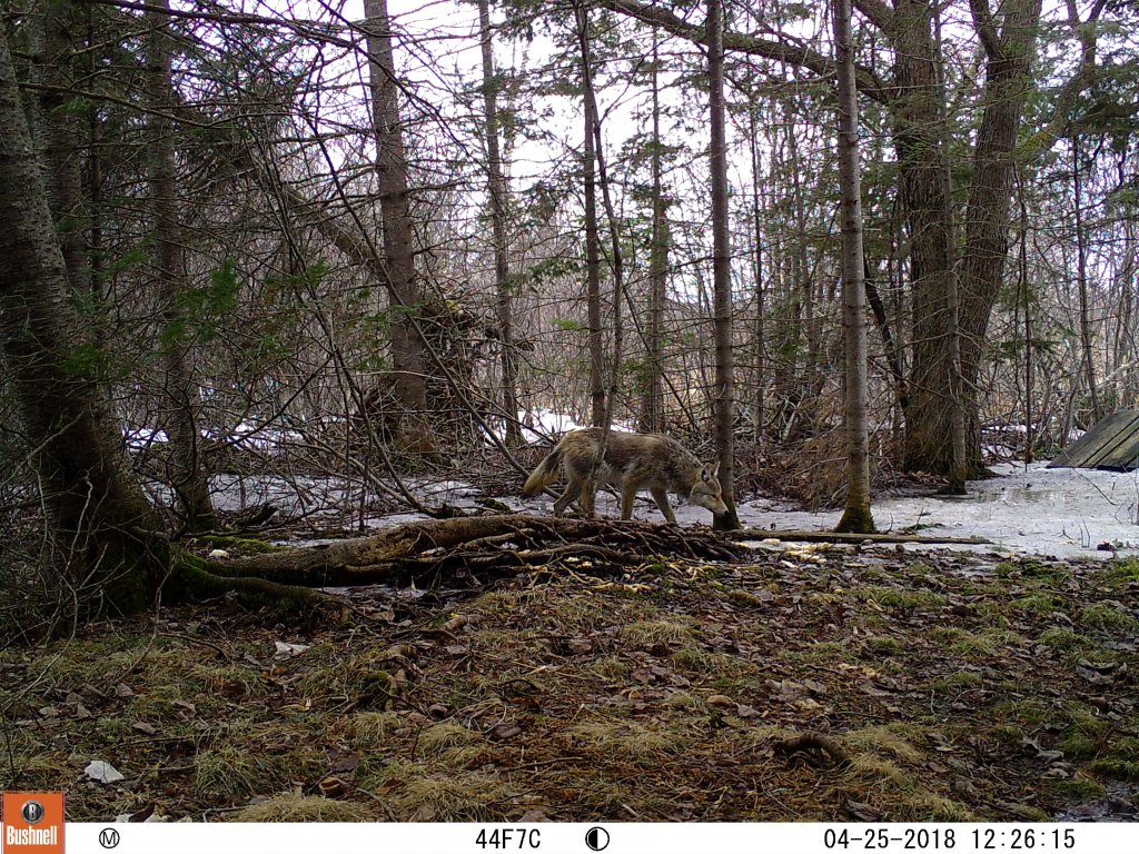 Trail Cam Tuesday