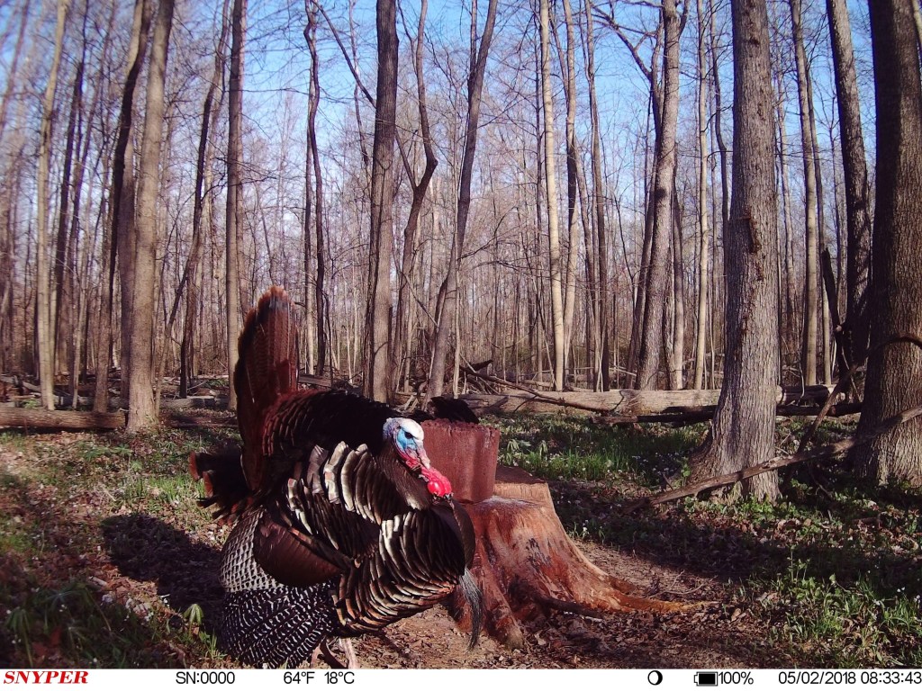 Trail Cam Tuesday