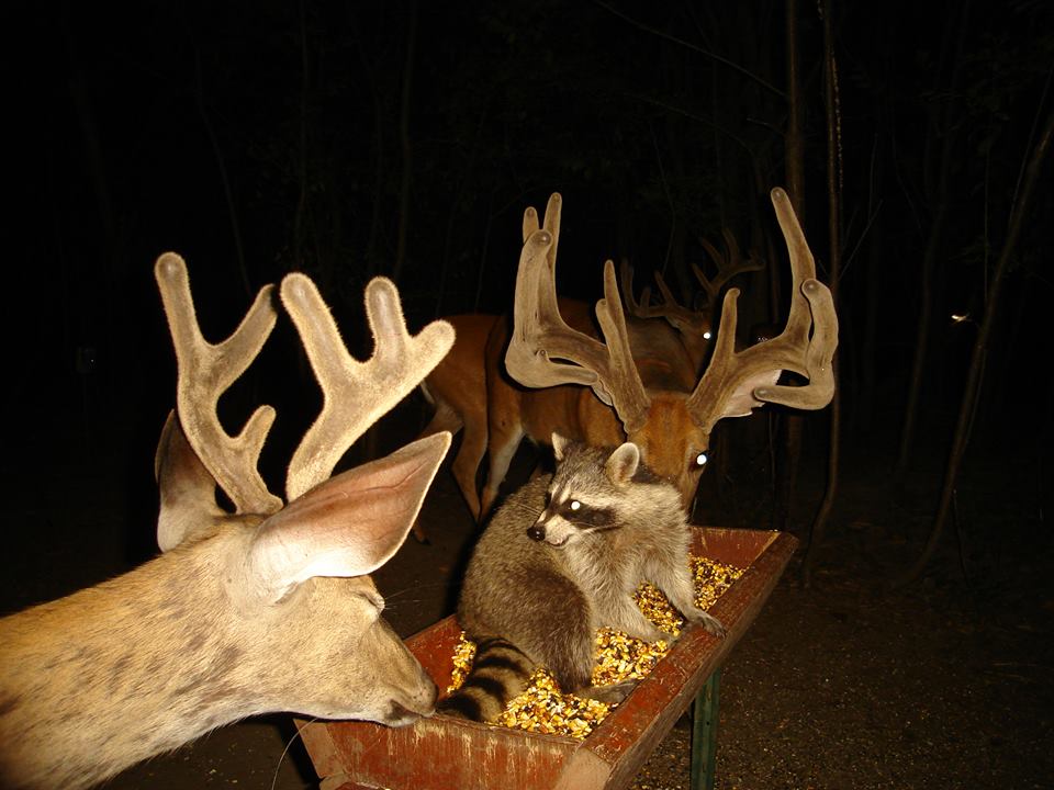 Trail Cam Tuesday
