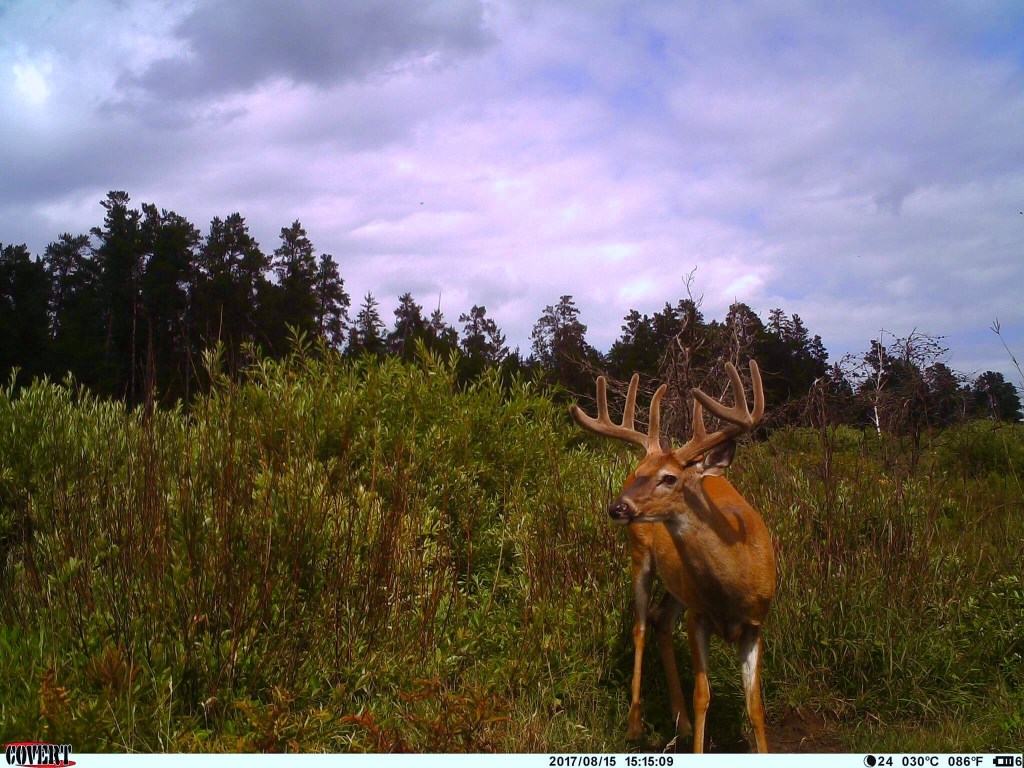 Trail Cam Tuesday