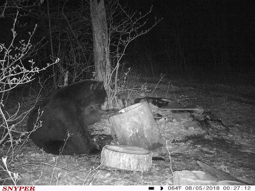 trail cam tuesday