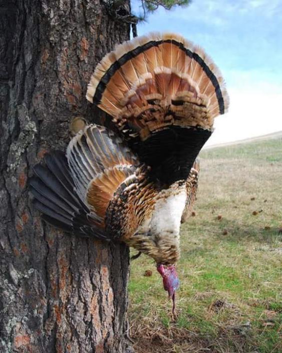 Pics Check Out These Cool Cinnamon ColorPhase Turkeys Wide Open Spaces