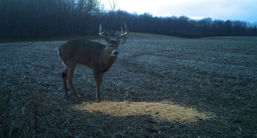 Illinois deer baiting