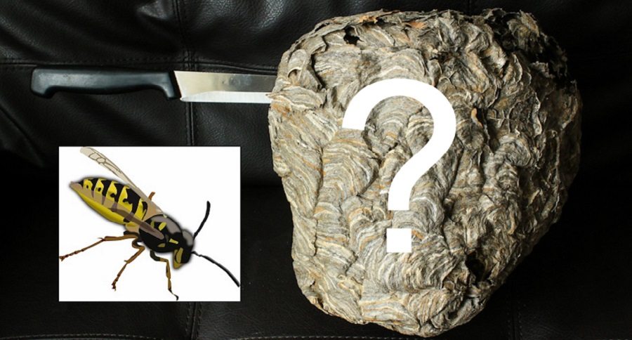 wasp nest