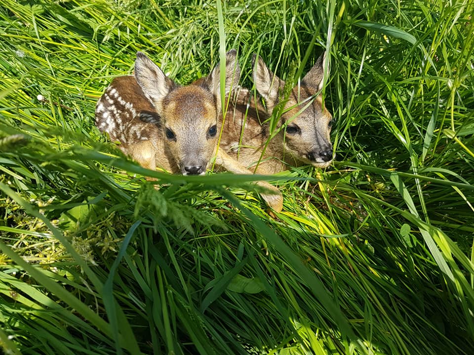 deer fawn