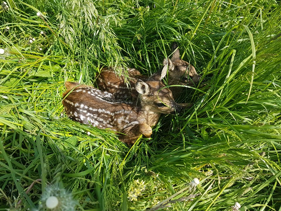 deer fawn