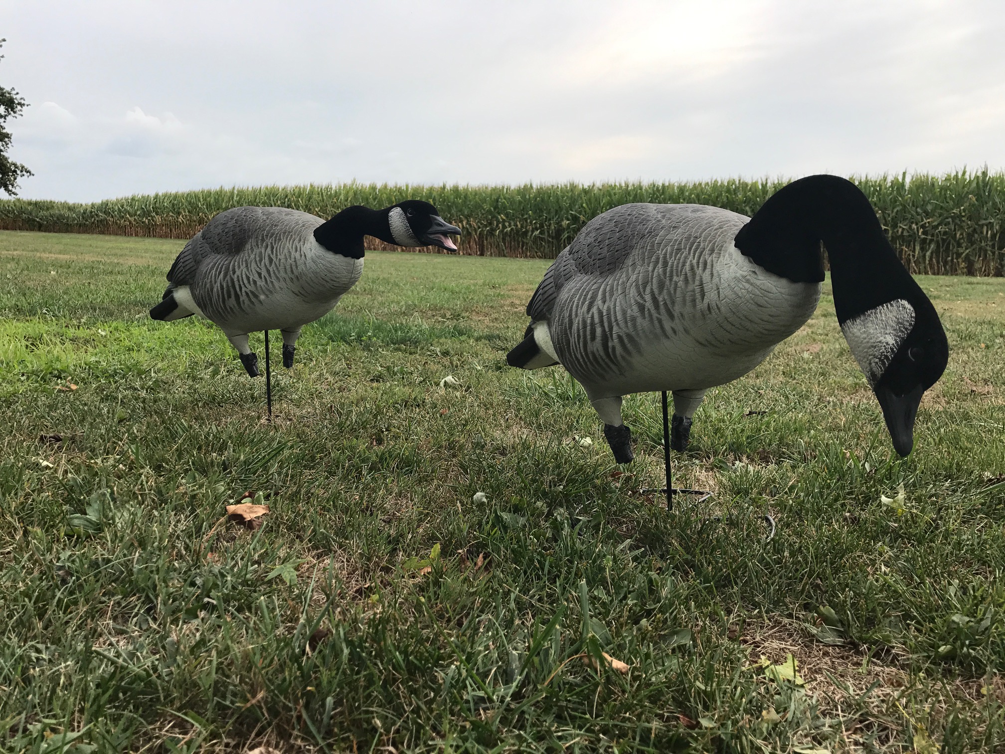 GHG Decoys