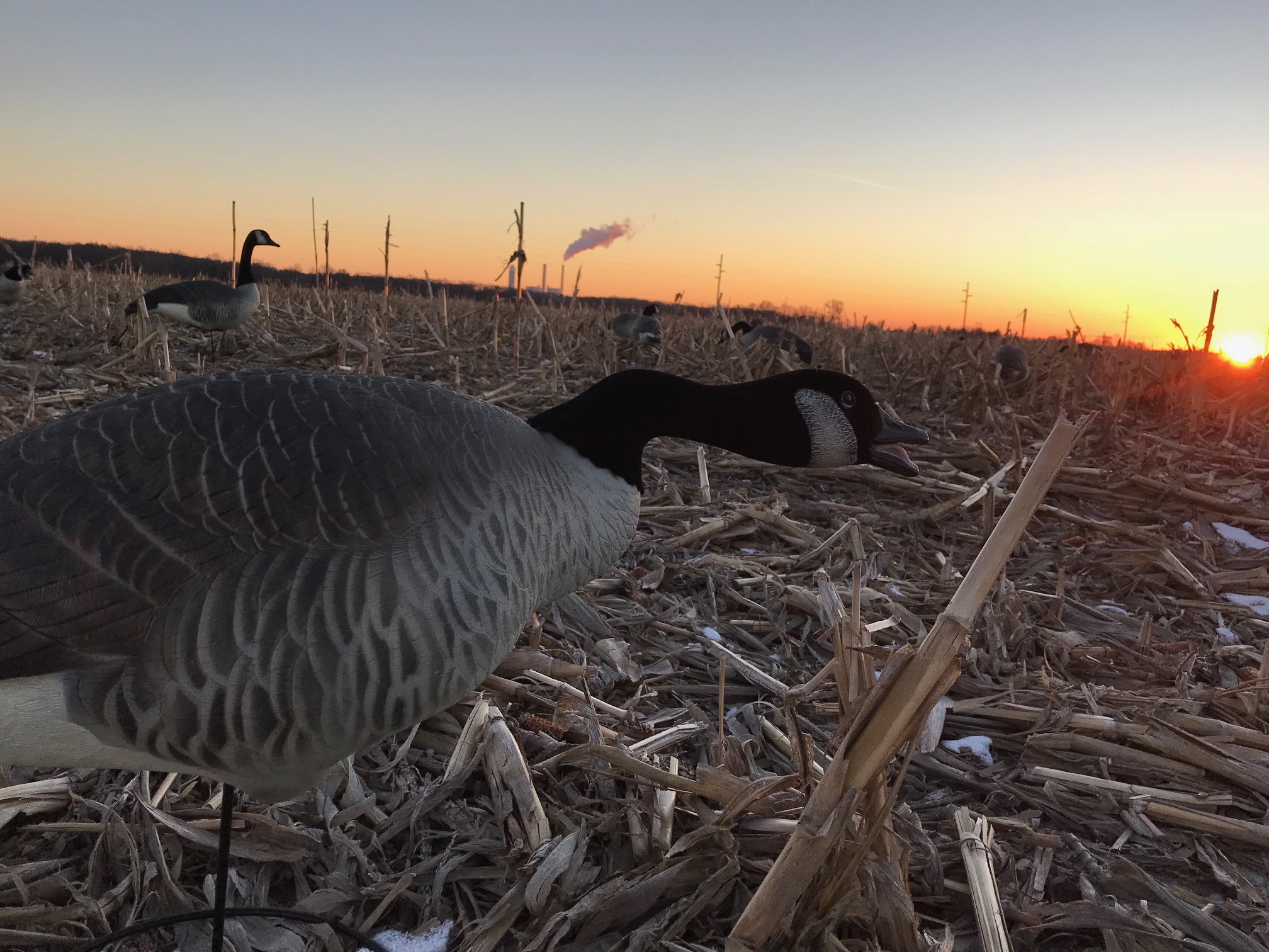 GHG Decoys