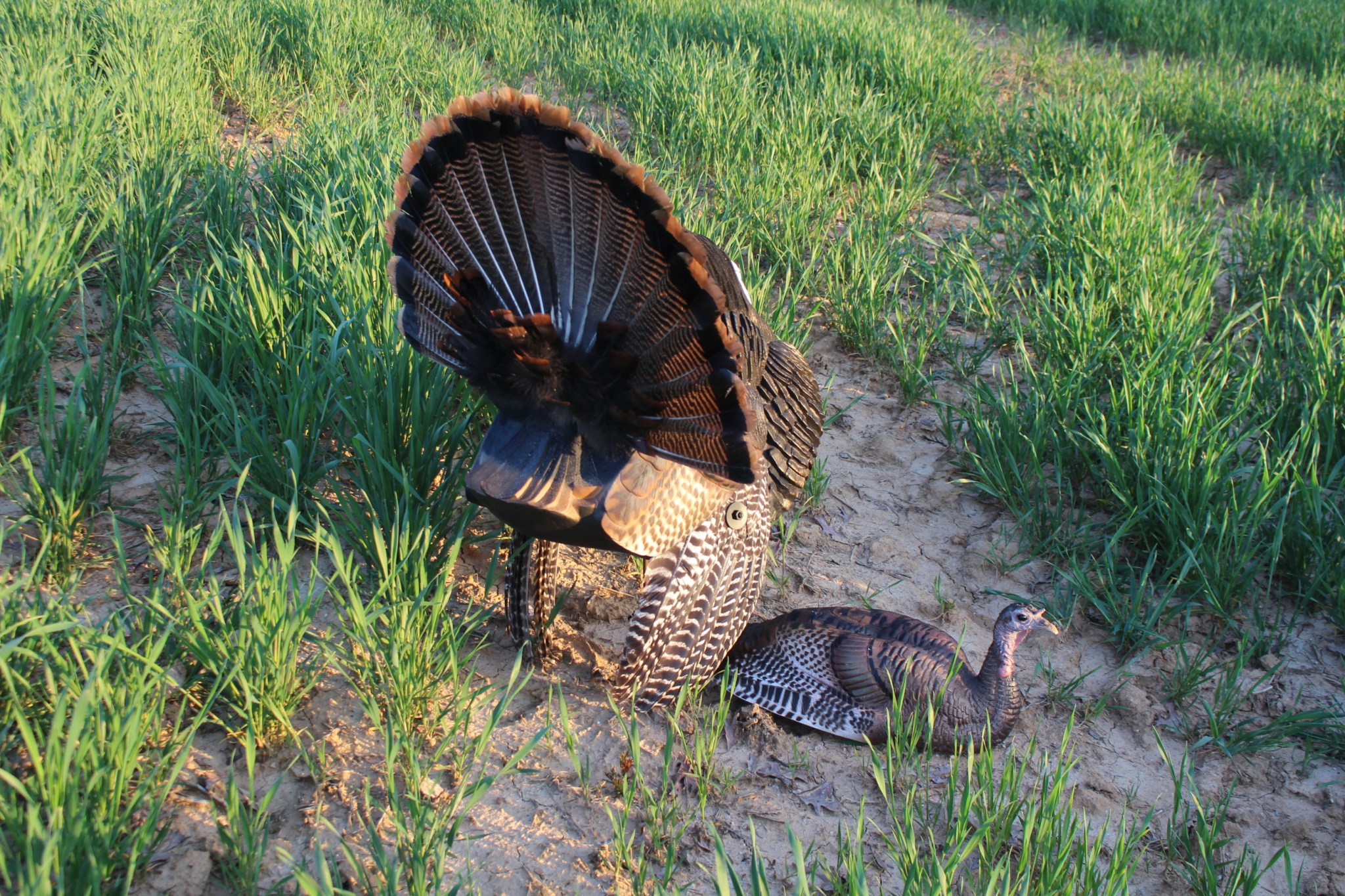 The White Face Strutter Decoy from Dave Smith Decoys is Enough to Make