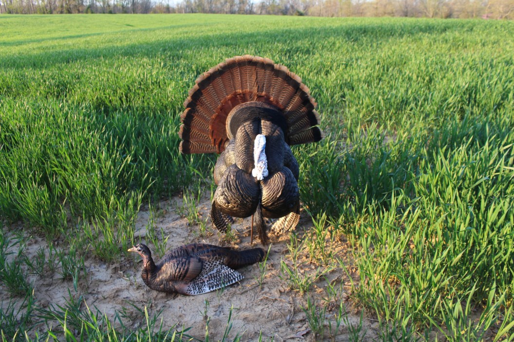 The White Face Strutter Decoy from Dave Smith Decoys is Enough to Make