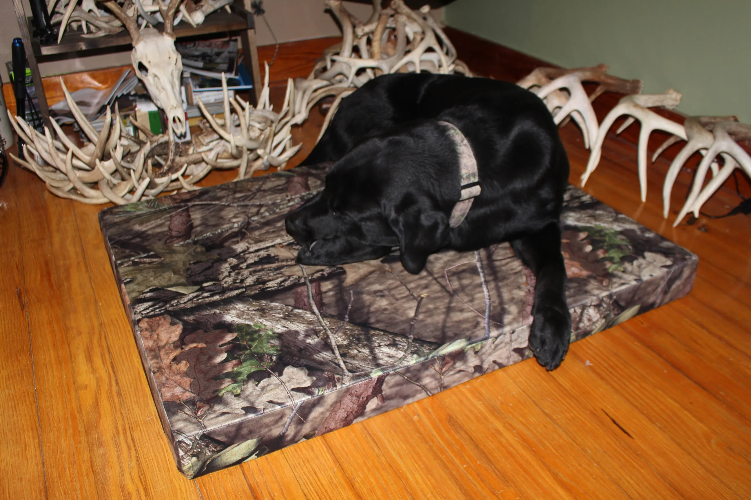 dog bed