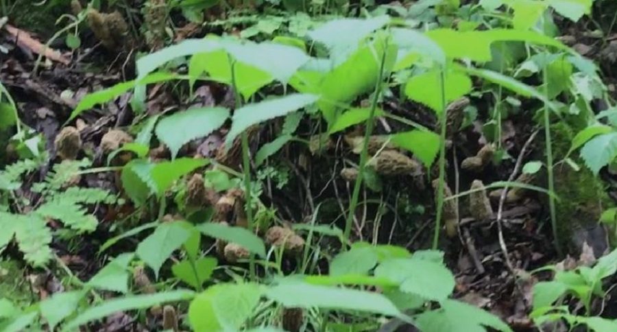morel mushroom