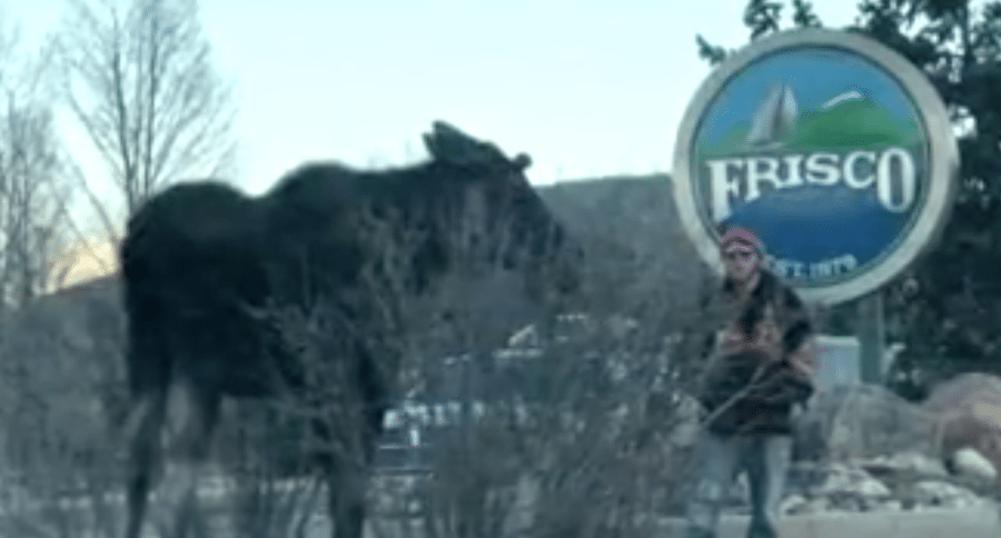 harassing a moose