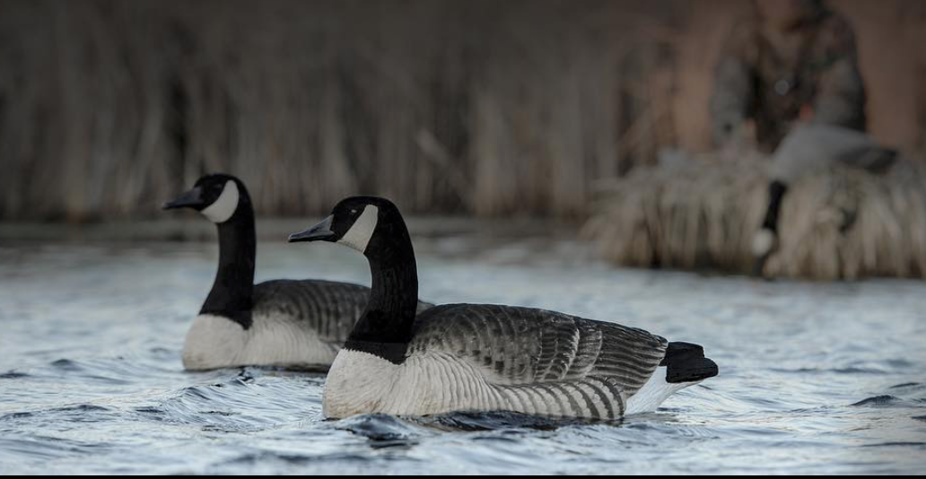 GHG Decoys