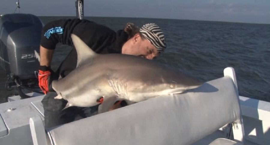 blacktip shark