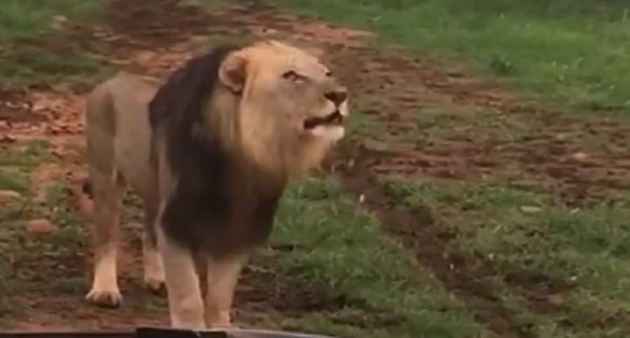 african lion is the boss
