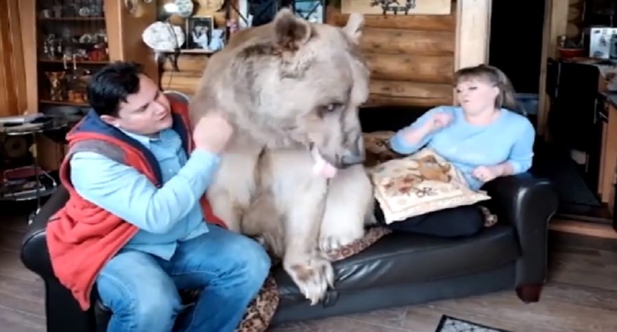 pet bear