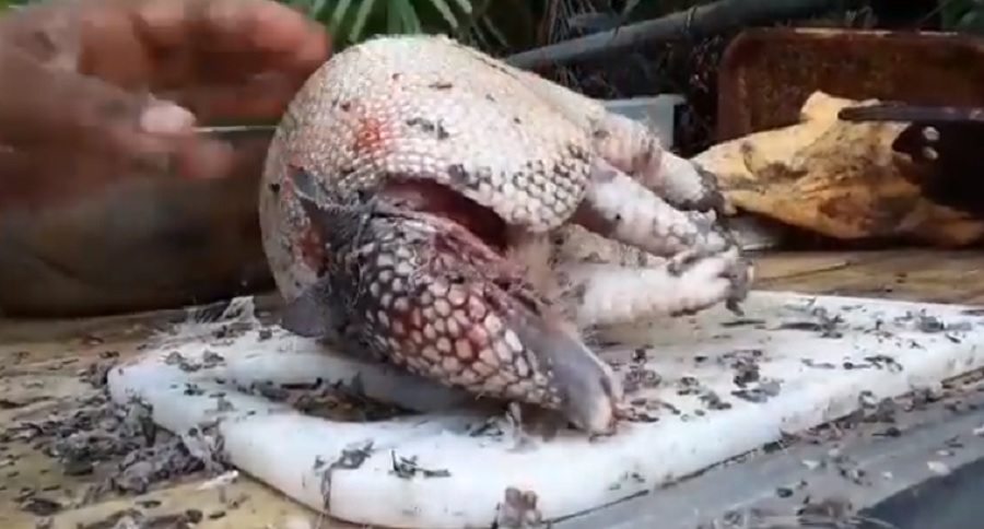 cleaning and cooking of an armadillo