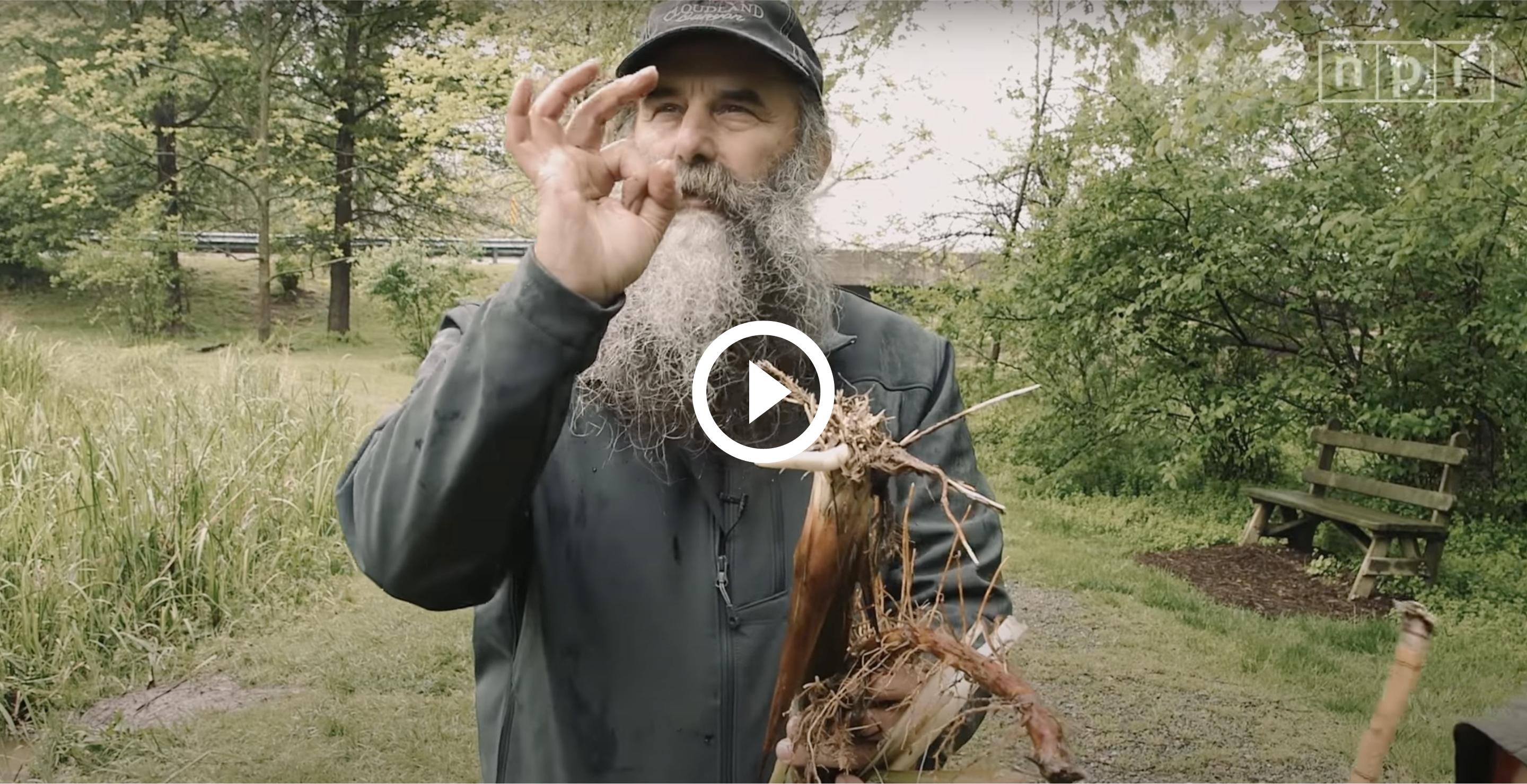 Biologist Nick Spero foraging wild edibles