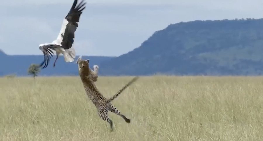 Watch This Stork Narrowly Escape A Hidden Leopard