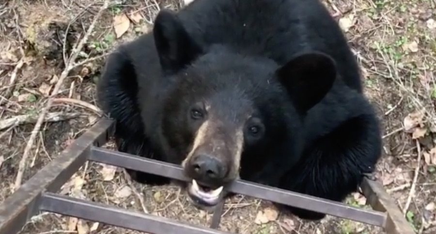 bear-chews-ladder