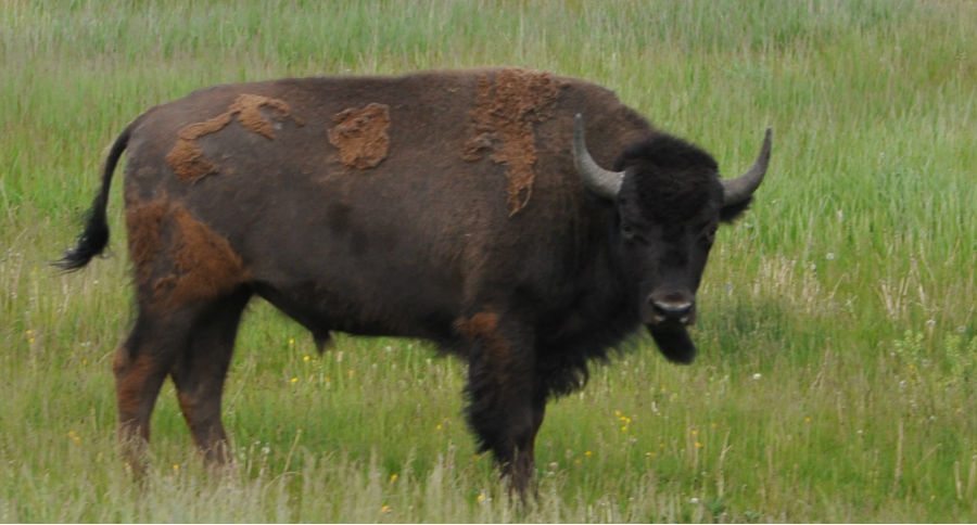 bison