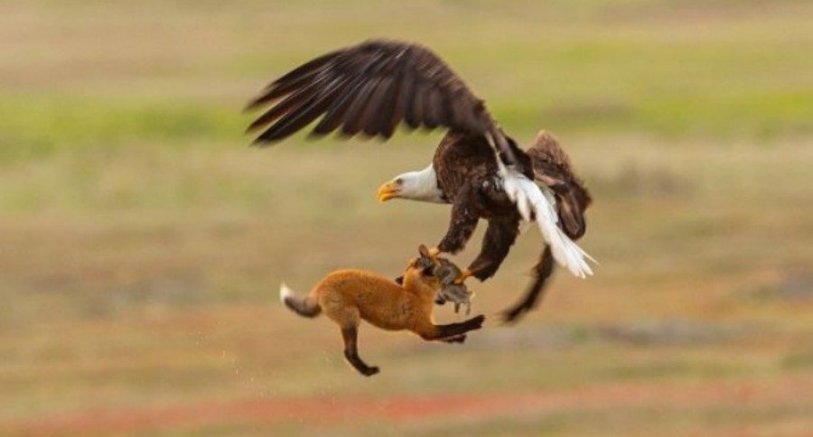 eagle snags red fox pup