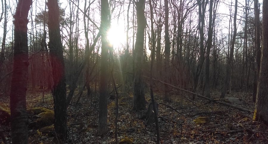 forest bathing