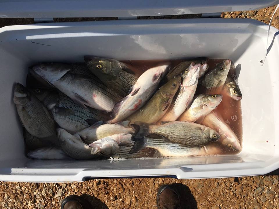 gill net