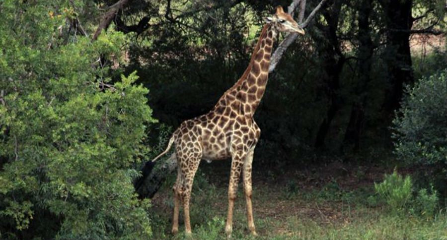 giraffe