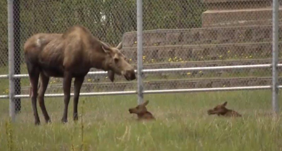 Alaskan moose charges cyclists