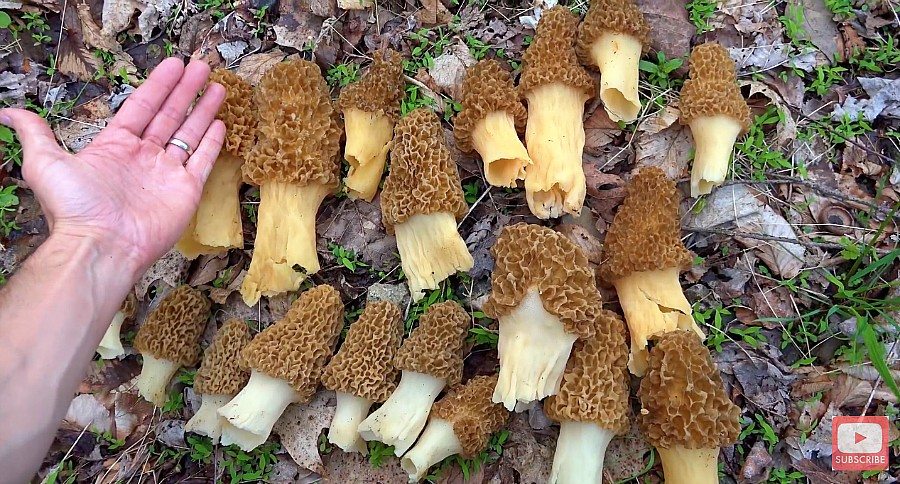 morel guide
