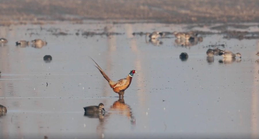 rooster pheasant