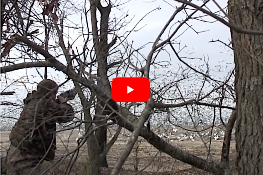 Snow Goose Hunting Video Features 287 Birds Harvested in Seconds