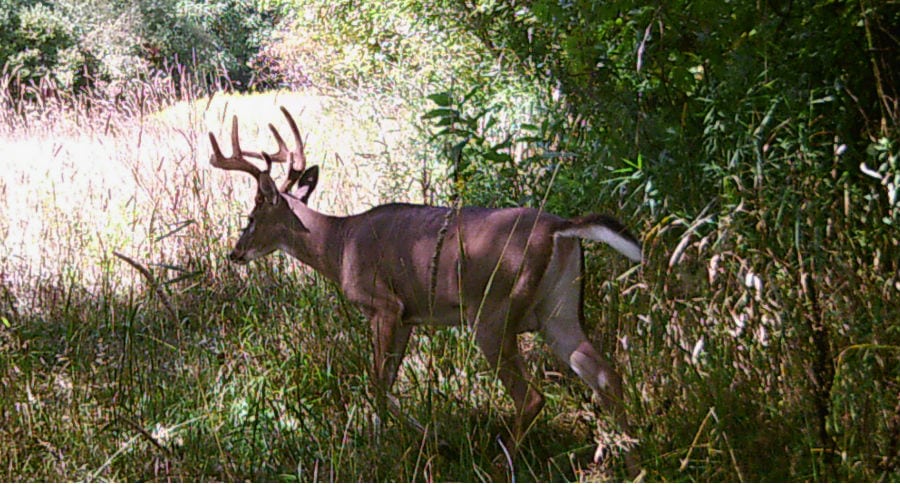 deer season