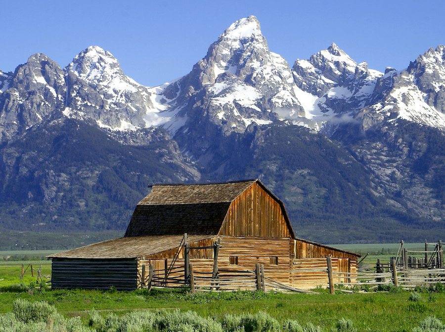 Teton Bighorn Sheep