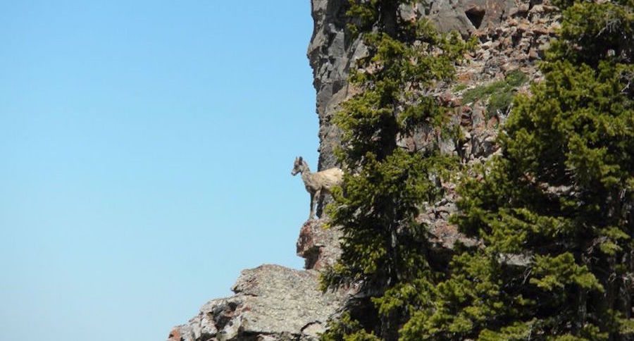 Teton Bighorn Sheep