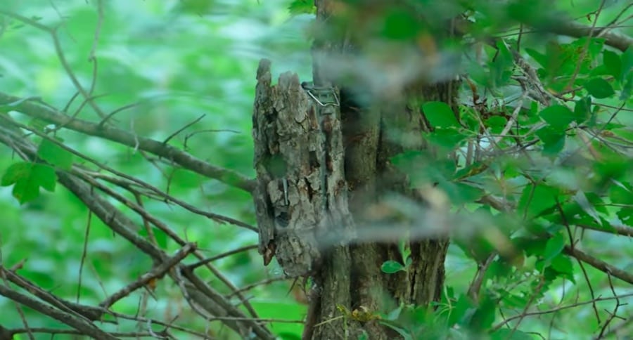 trail camera
