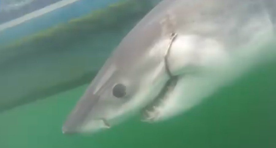 10-foot white shark