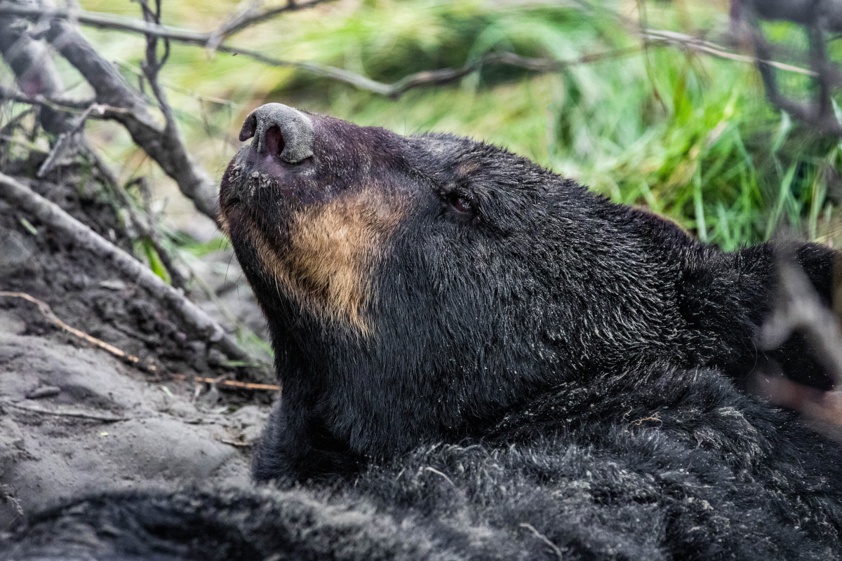 Wolves Kill Bears