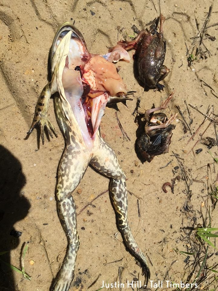 Radio-tagged Bobwhite Quail