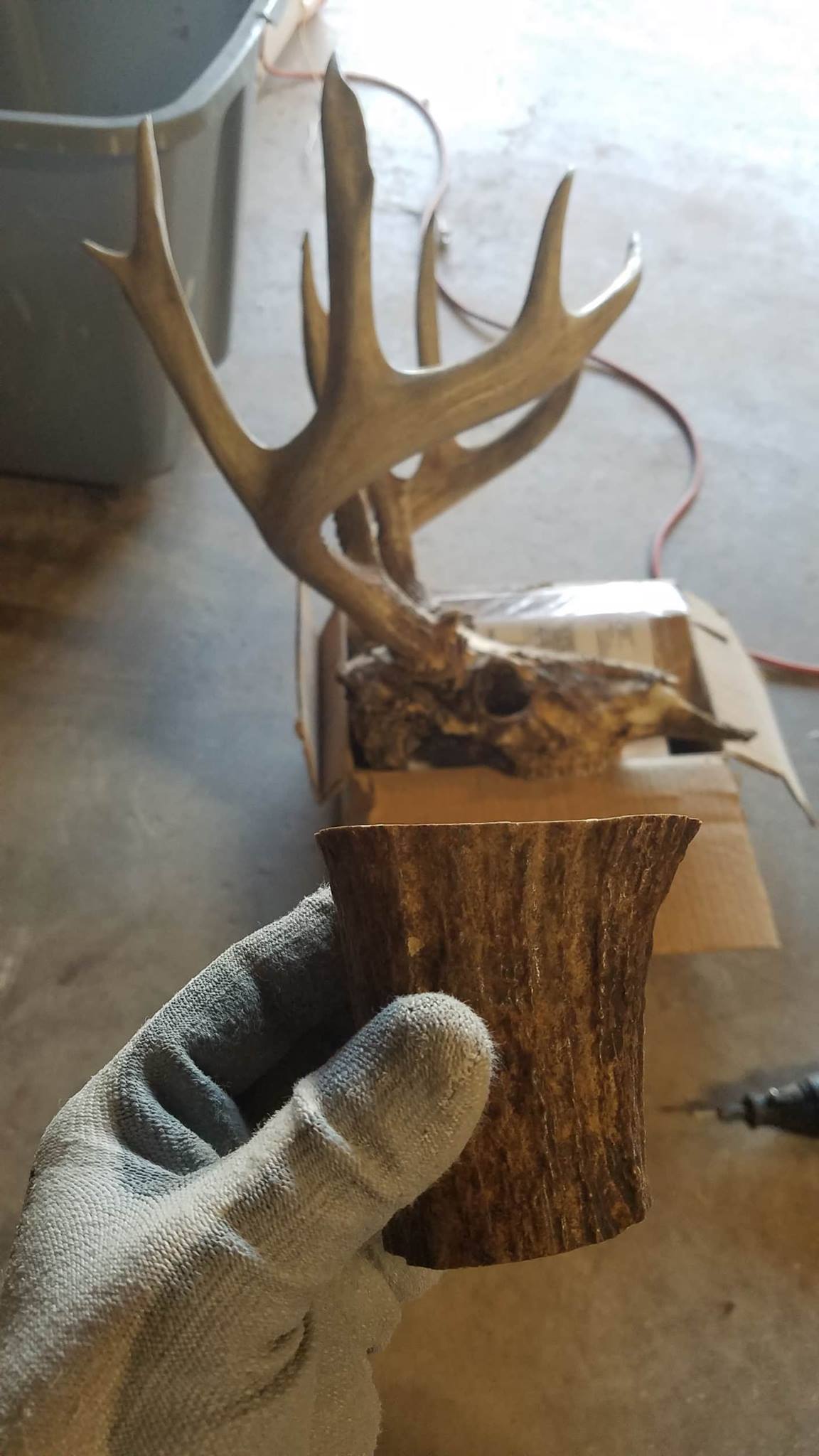 deer skull