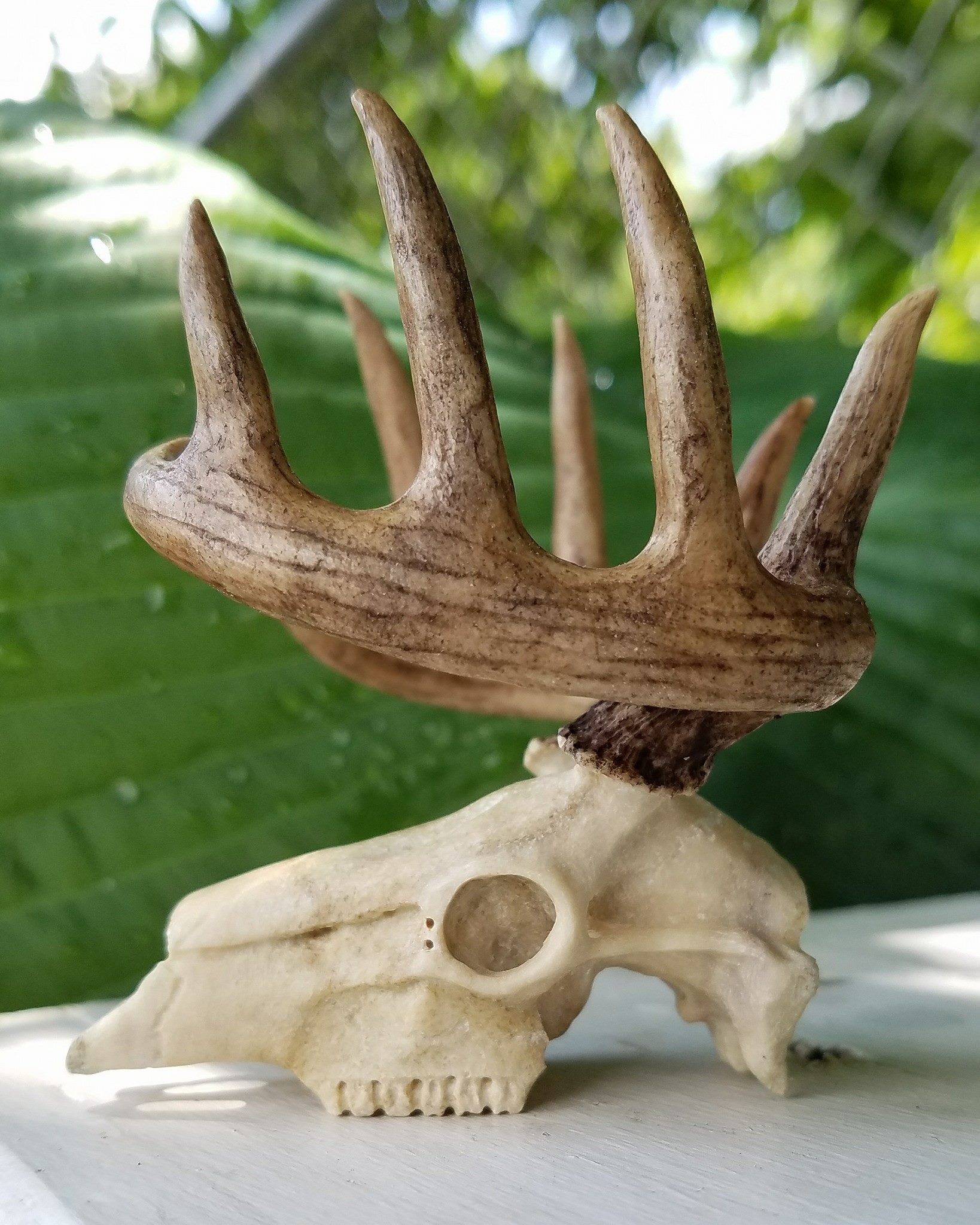 deer skull