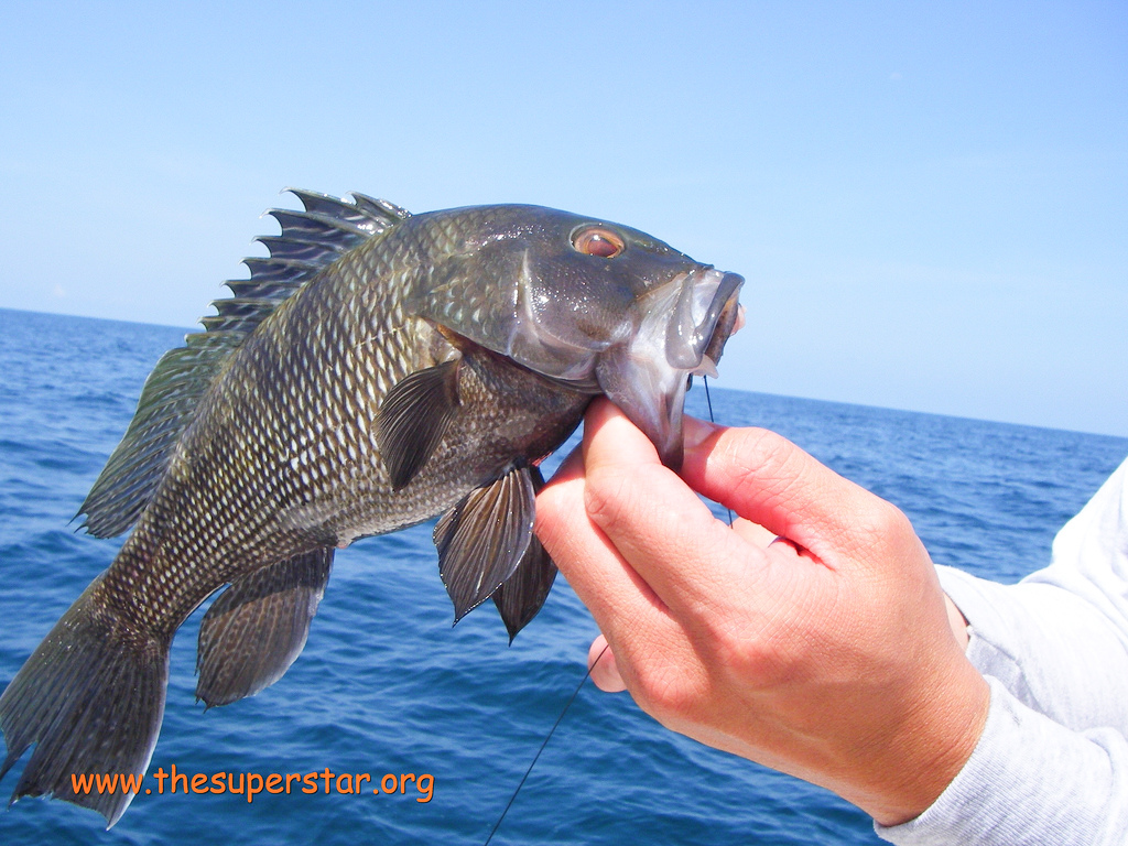 tasty deep sea fish